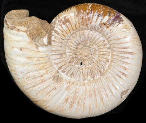 Perisphinctes Ammonite - Jurassic #38024